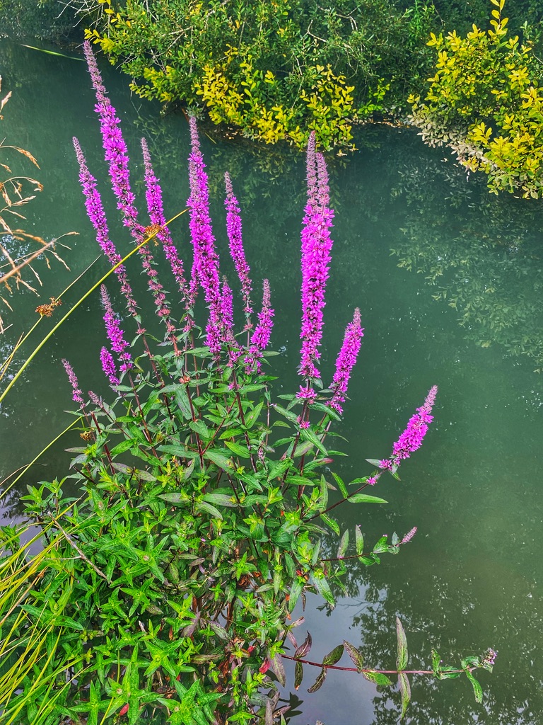 Purple waterside flowers growing beside clear green river water
